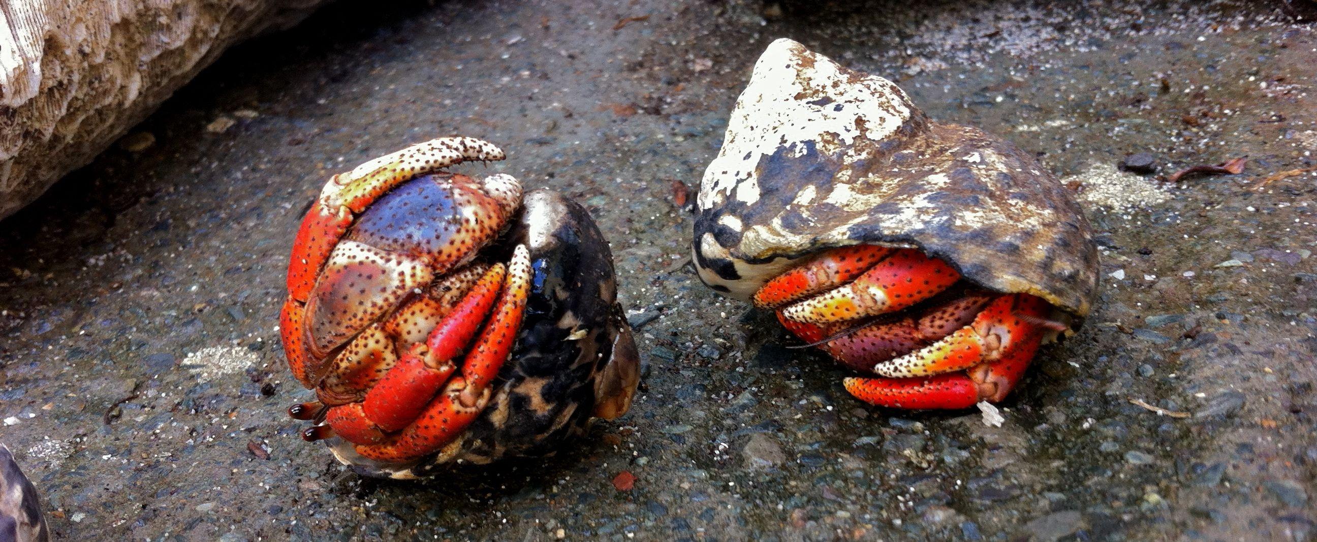 Hermit Crab HD Wallpaper free