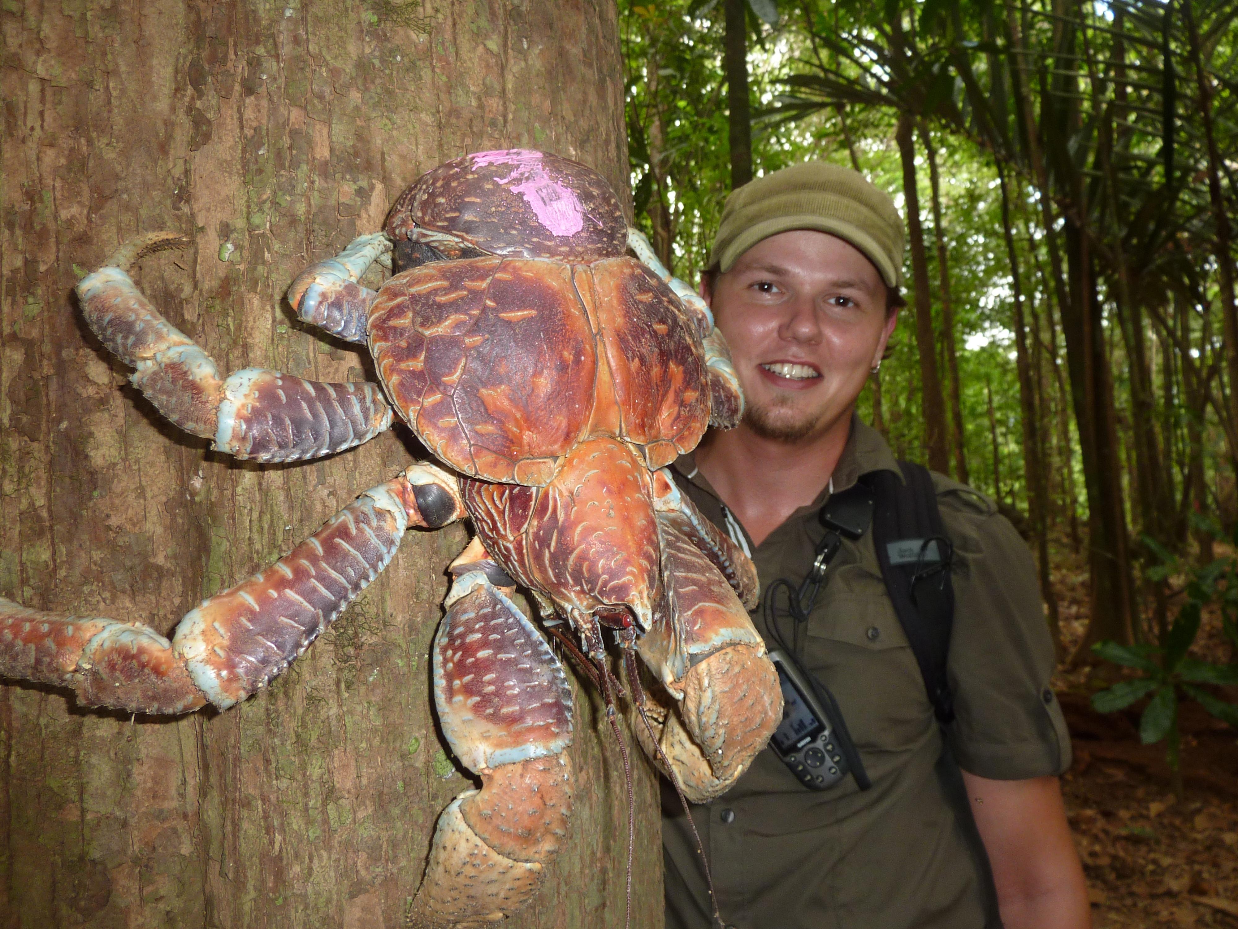 4000x3000px Coconut Crabs (3120.06 KB).07.2015