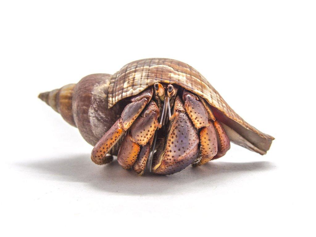 Caribbean Land Hermit Crabs