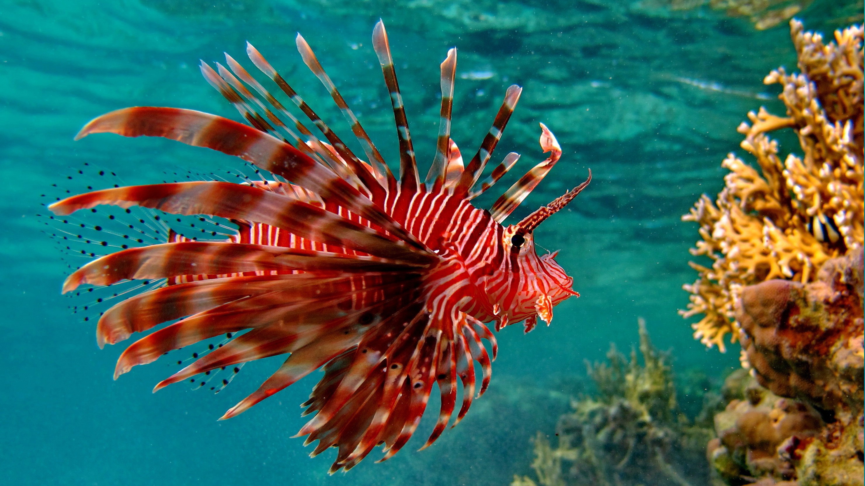Lionfish Wallpaper 8 X 1667