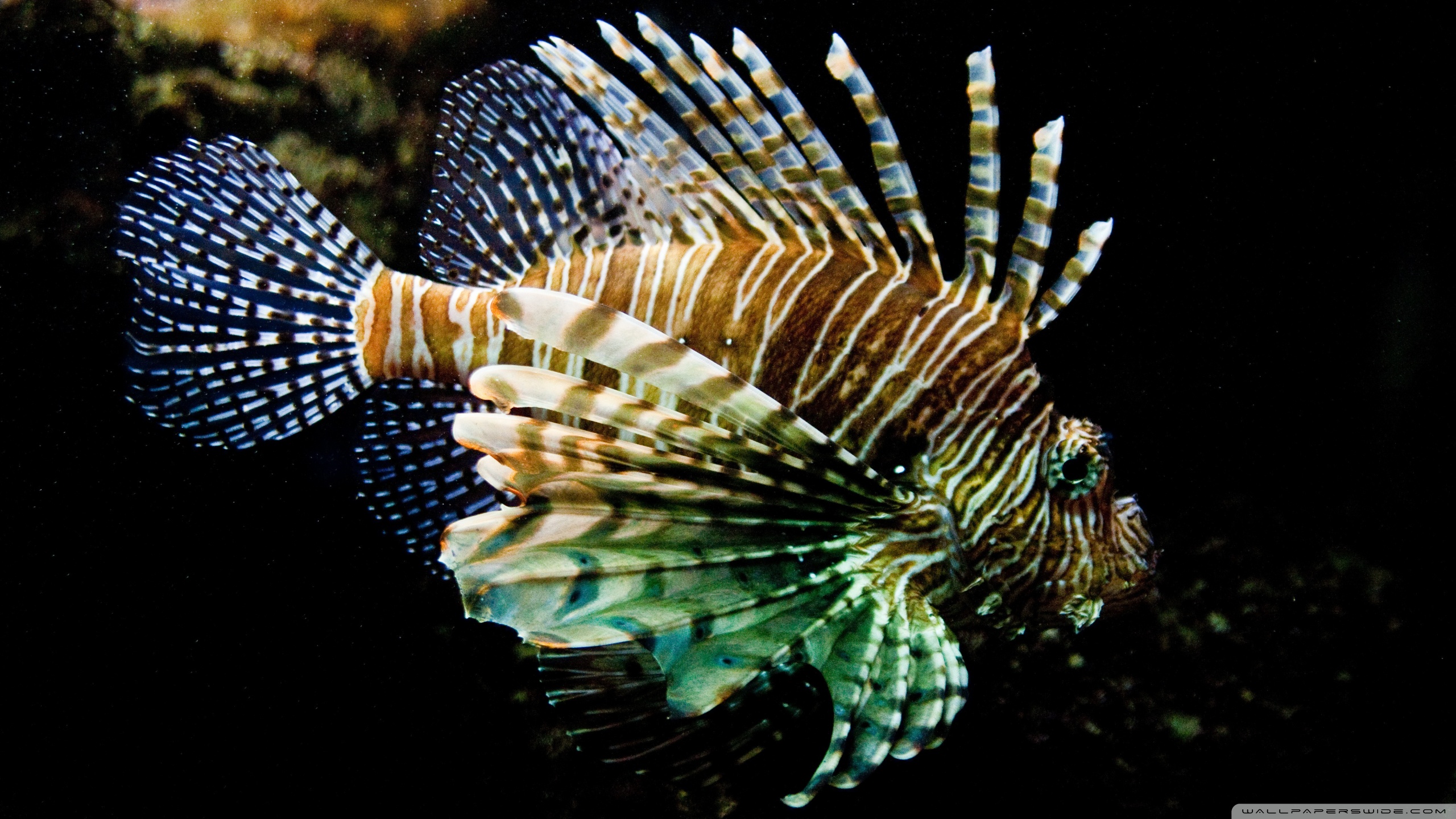 Lionfish HD Wallpaper