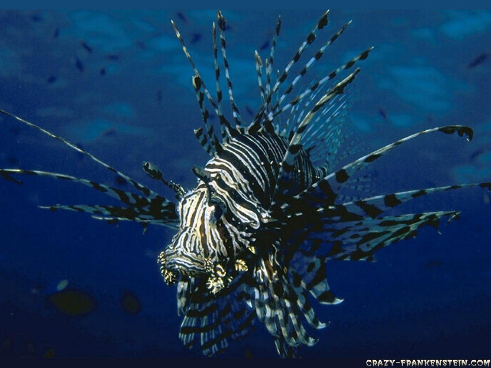 Lionfish Wallpaper and Background Imagex1200