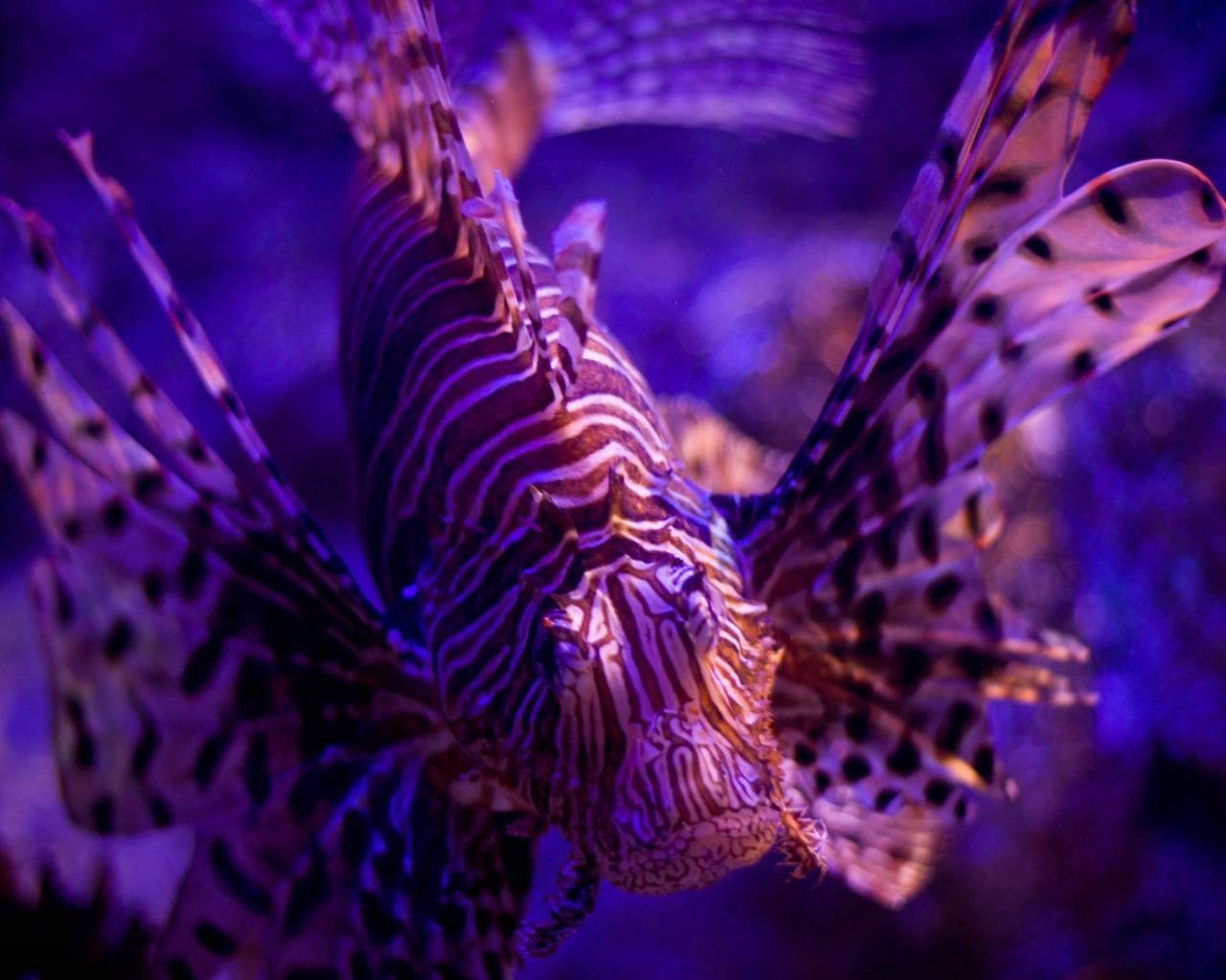 Lionfish Wallpapers - Wallpaper Cave