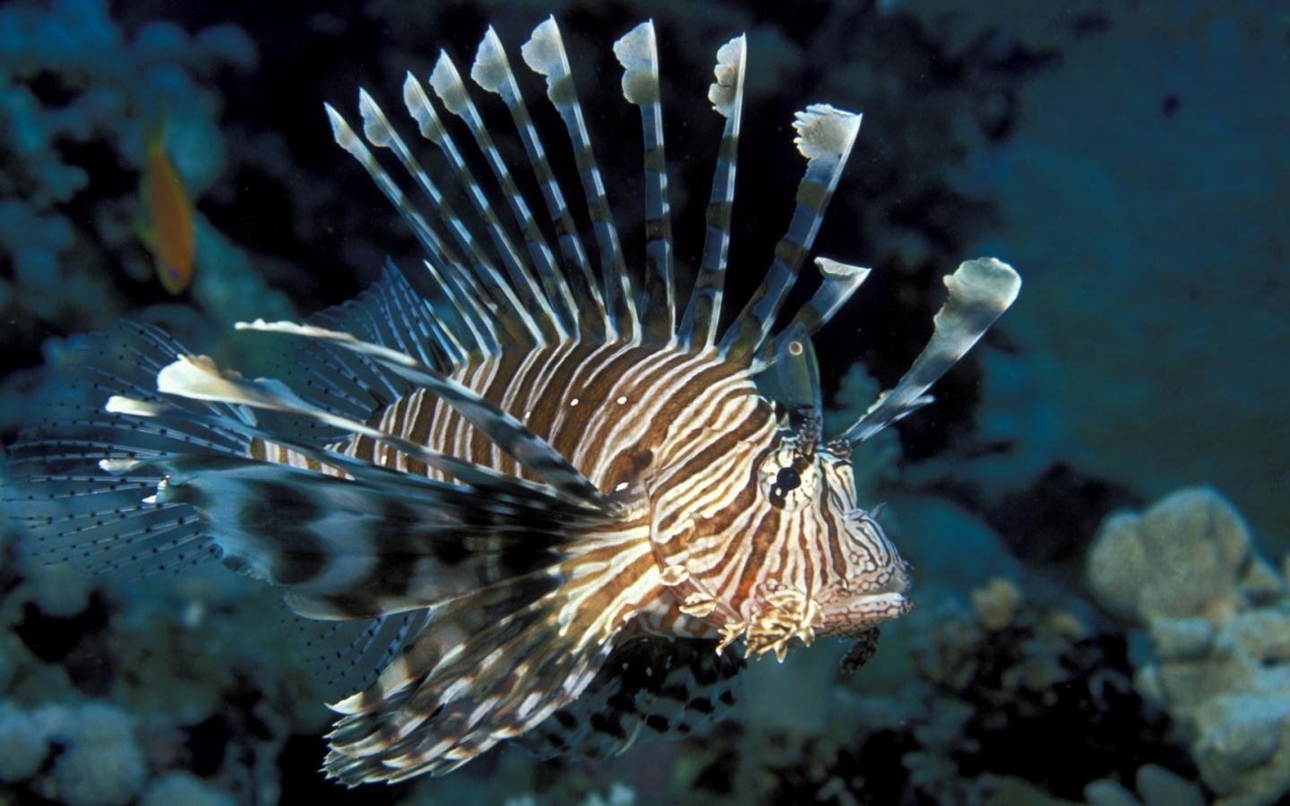 Lionfish Wallpaper 12 X 1080