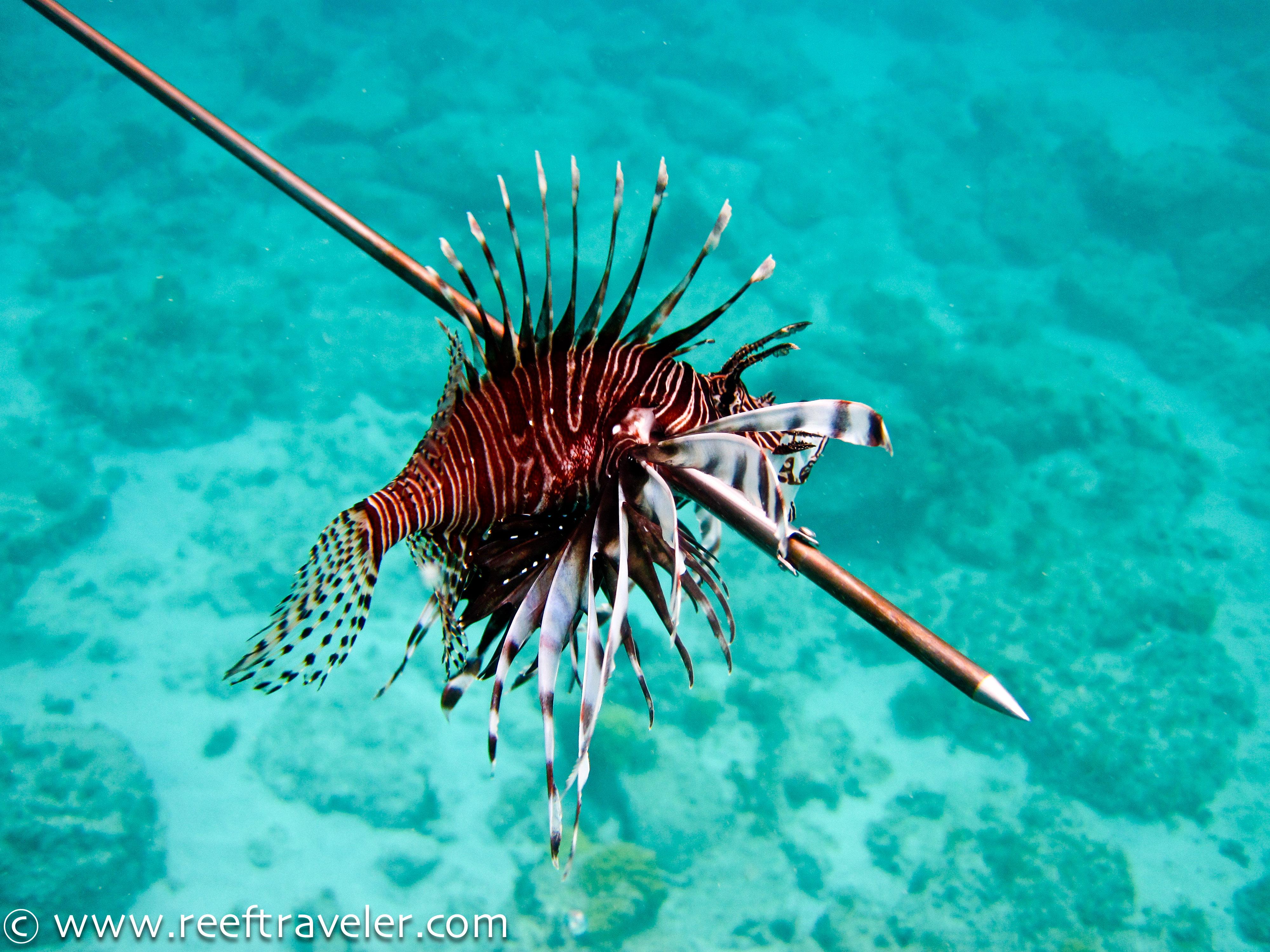 Gallery For > Lionfish Wallpaper