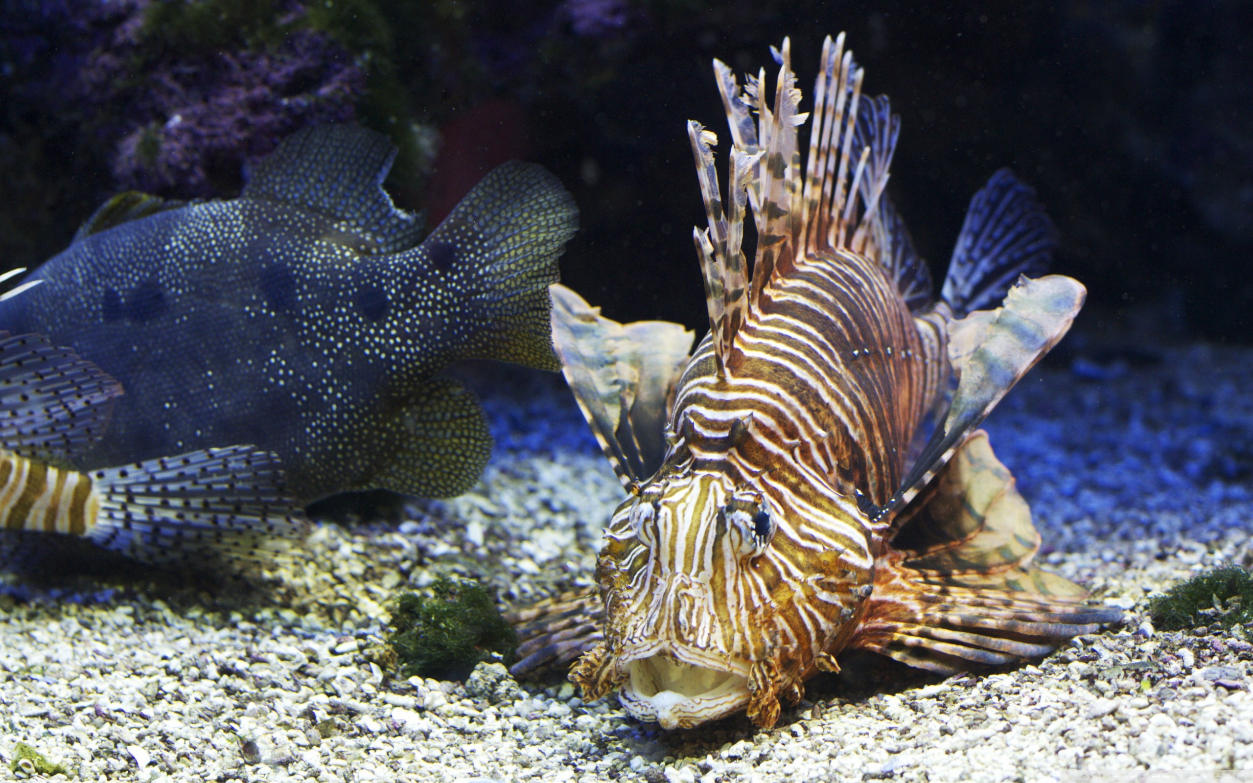 Lionfish ❤ 4K HD Desktop Wallpaper for 4K Ultra HD TV • Wide