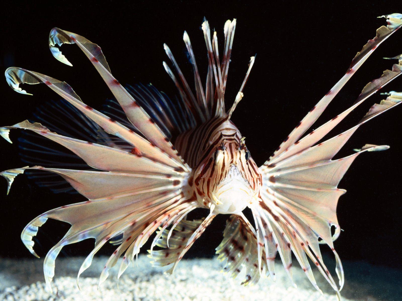 Lionfish wallpaperx1200