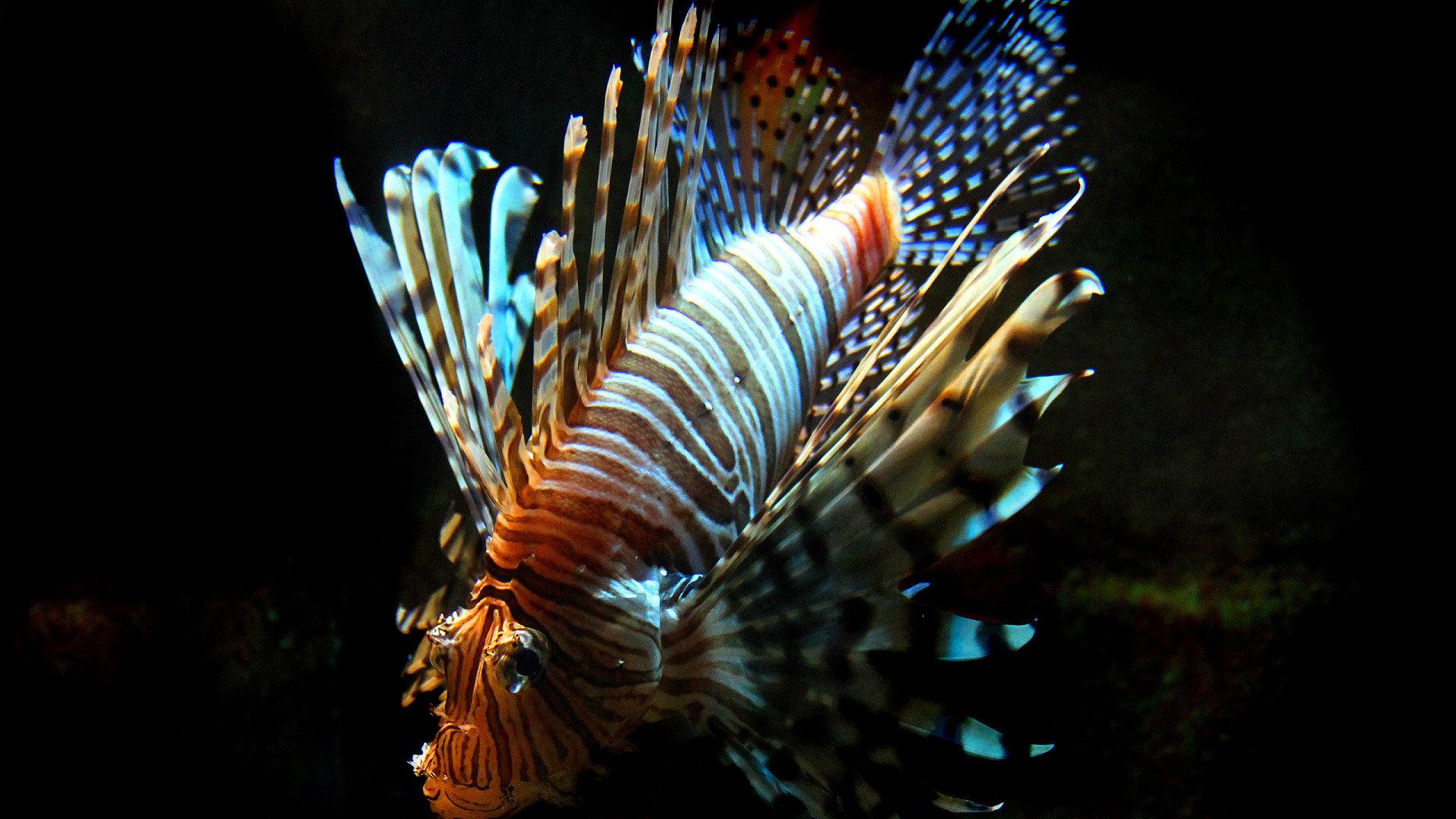 Lionfish PC Wallpaper 11182