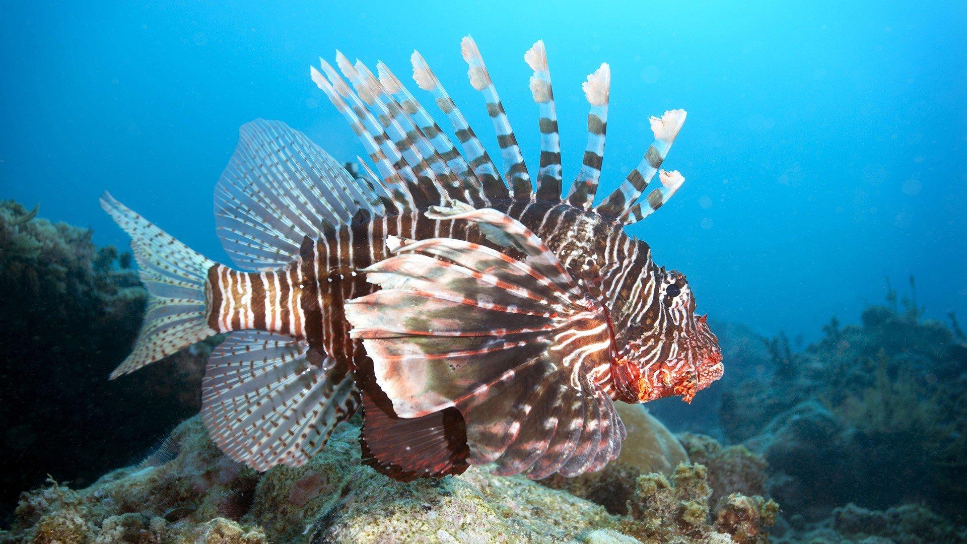 Lionfish wallpaper HD for desktop background