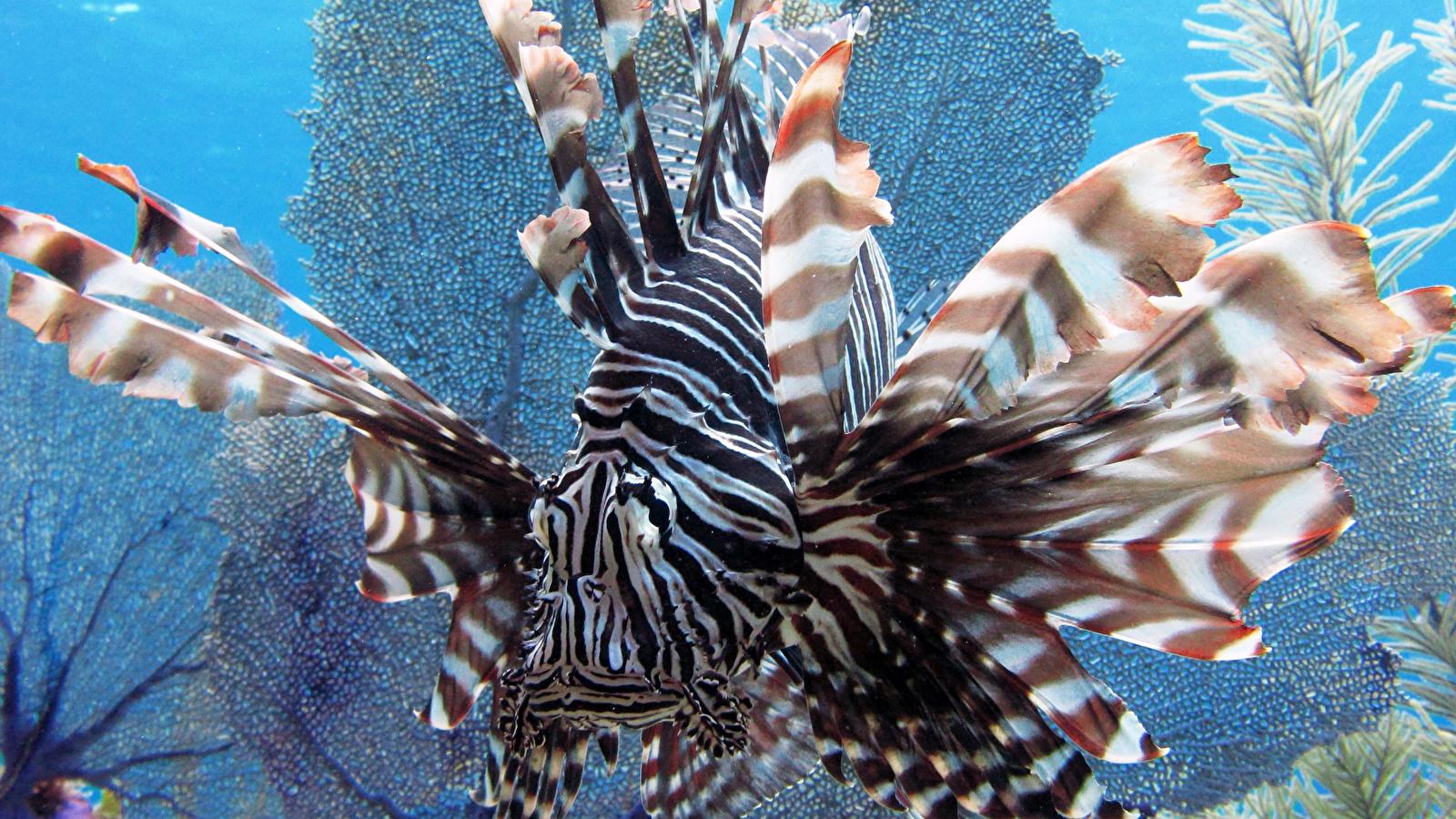Photo Pterois lionfish Fish Underwater world Stripes 1600x900