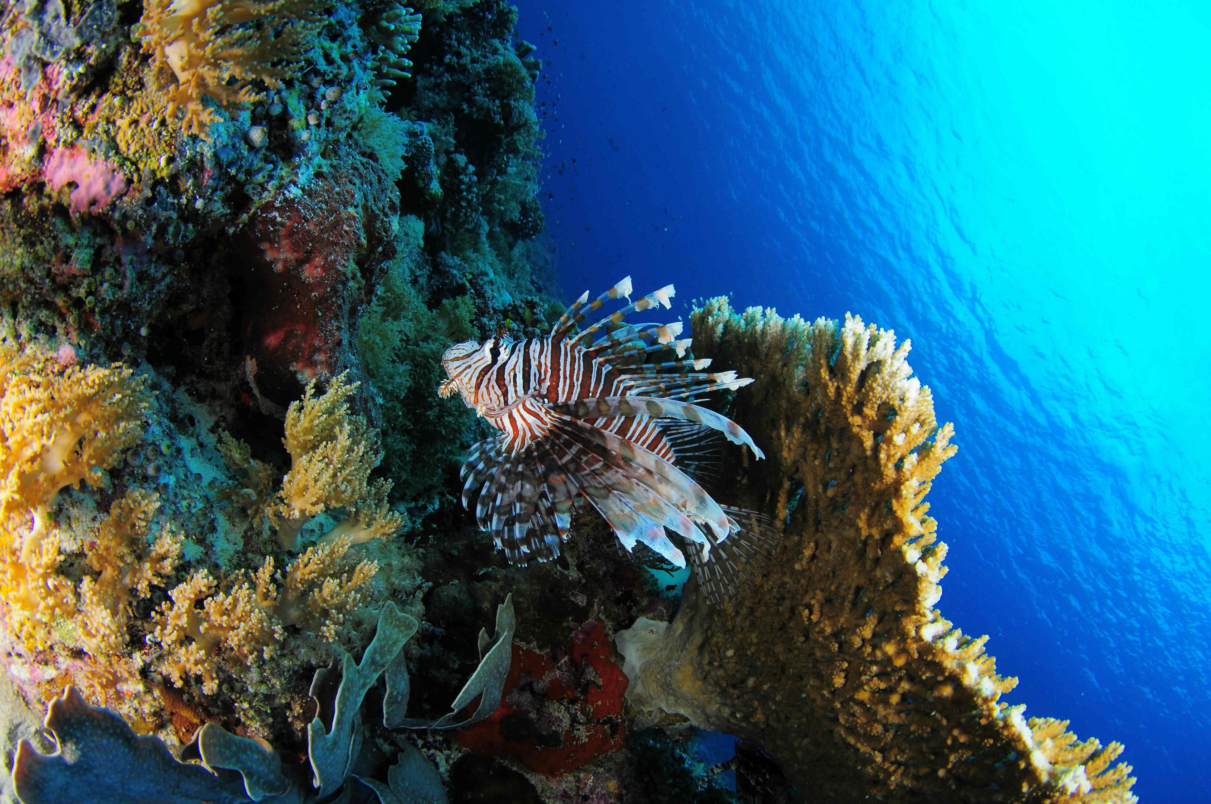 Lionfish Wallpapers - Wallpaper Cave