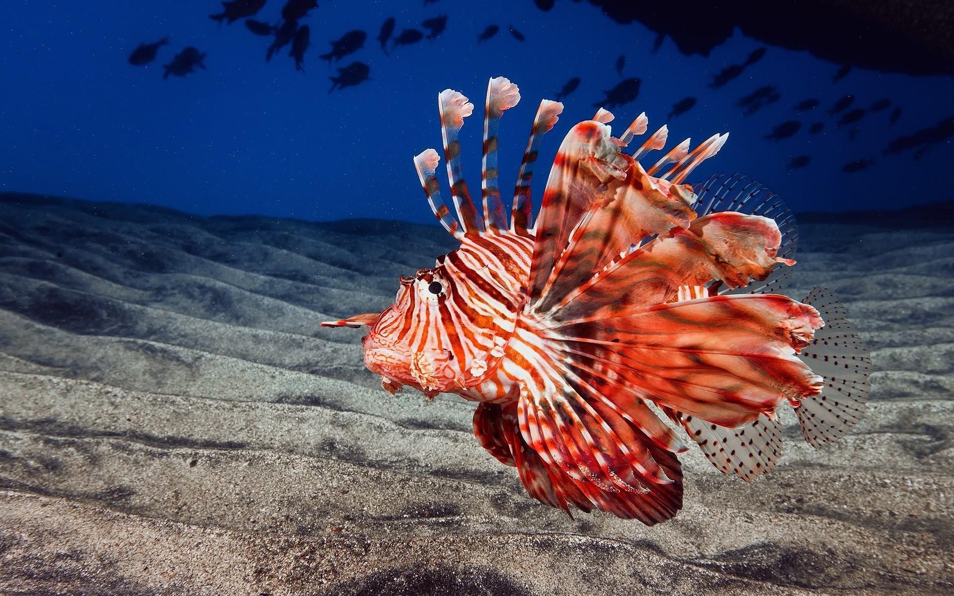 Lionfish Wallpaper