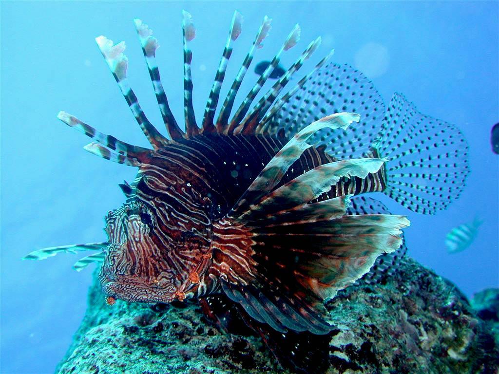 Picture Of Red Lionfish Wallpaper #rock Cafe