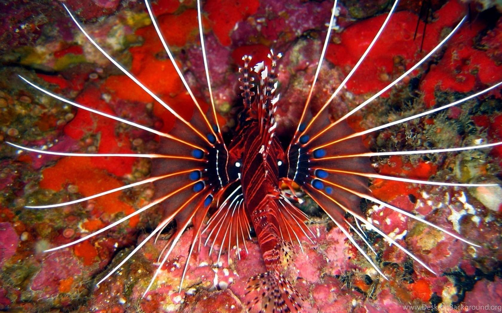 Lionfish Wallpaper Desktop Background
