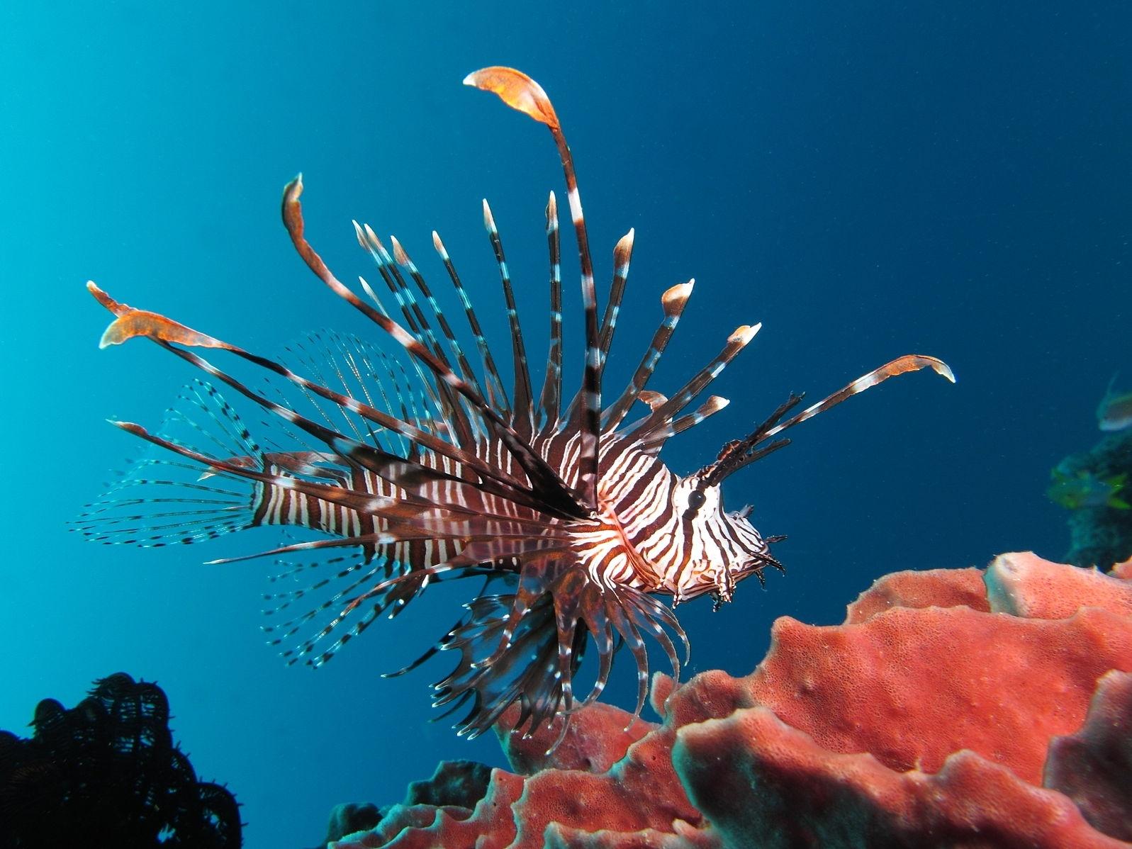 Download Amazing Lionfish Pacific Ocean Wallpaper