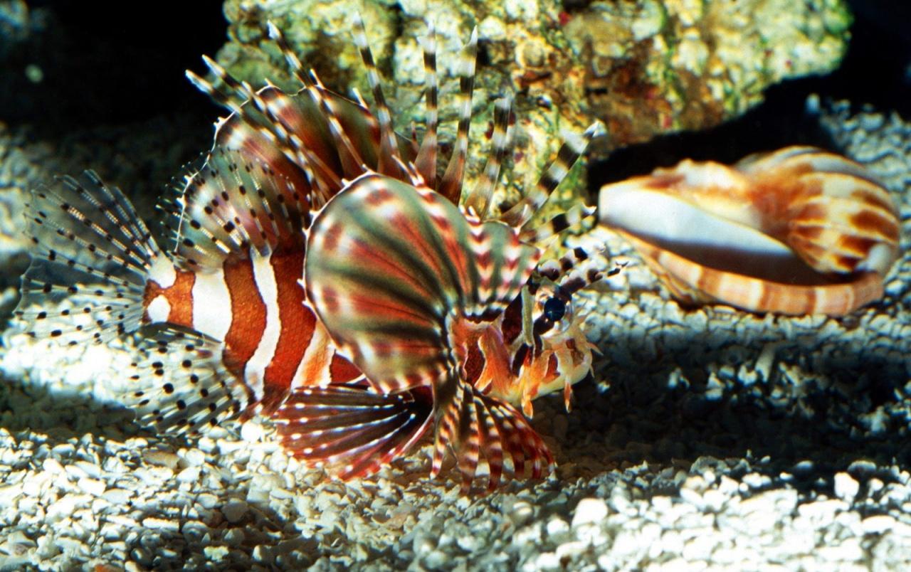 On patrol lionfish wallpaper. On patrol lionfish