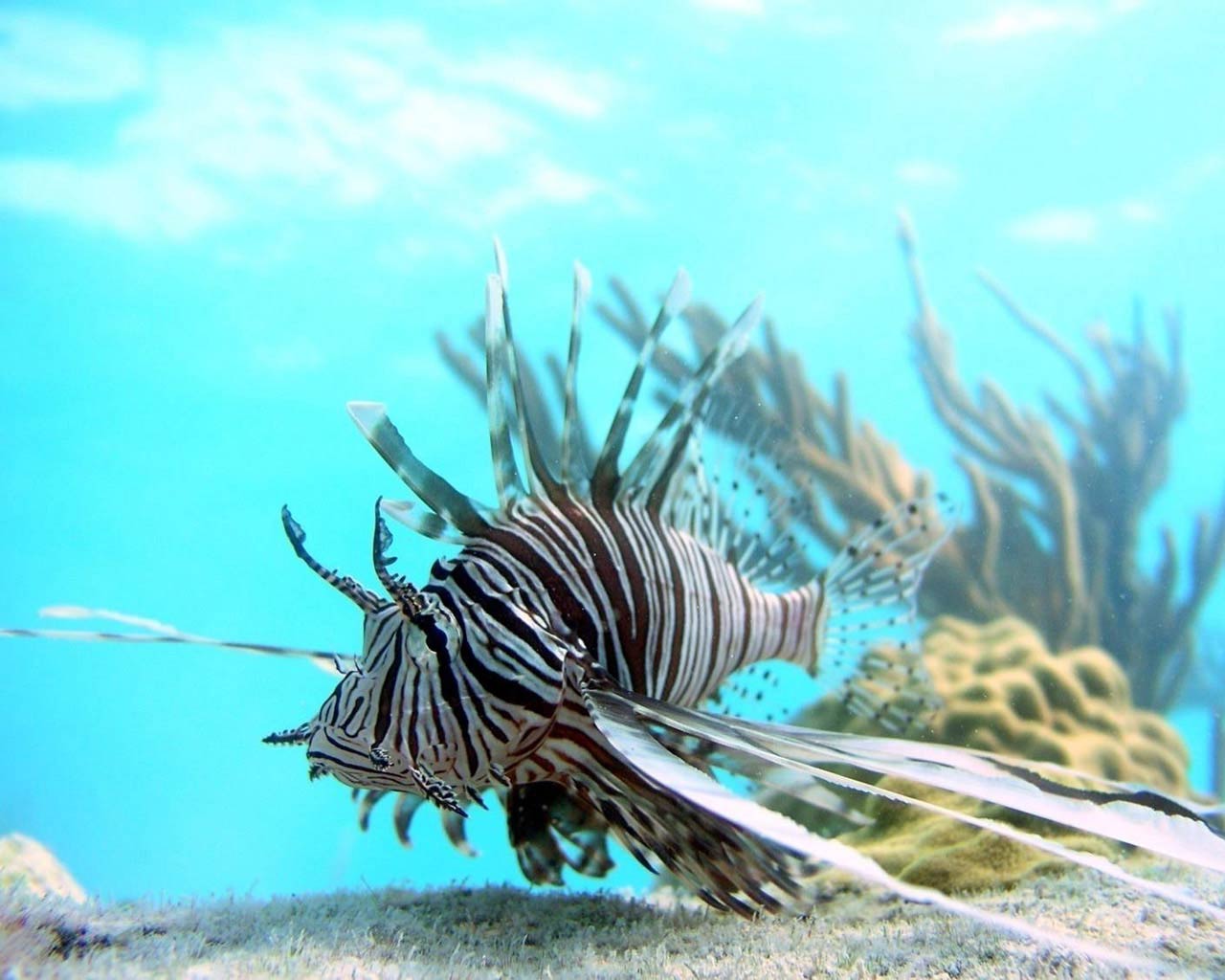Lionfish Wallpaper 26 X 1024