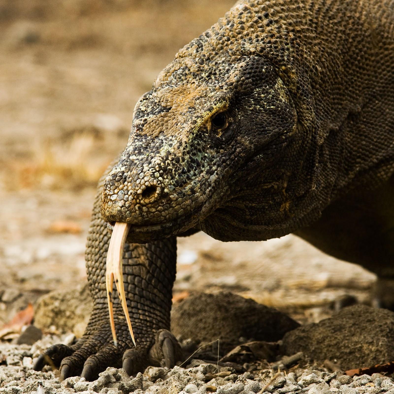 comodo dragon