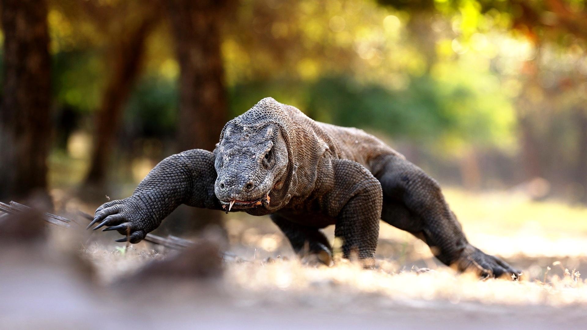 how secure is comodo dragon