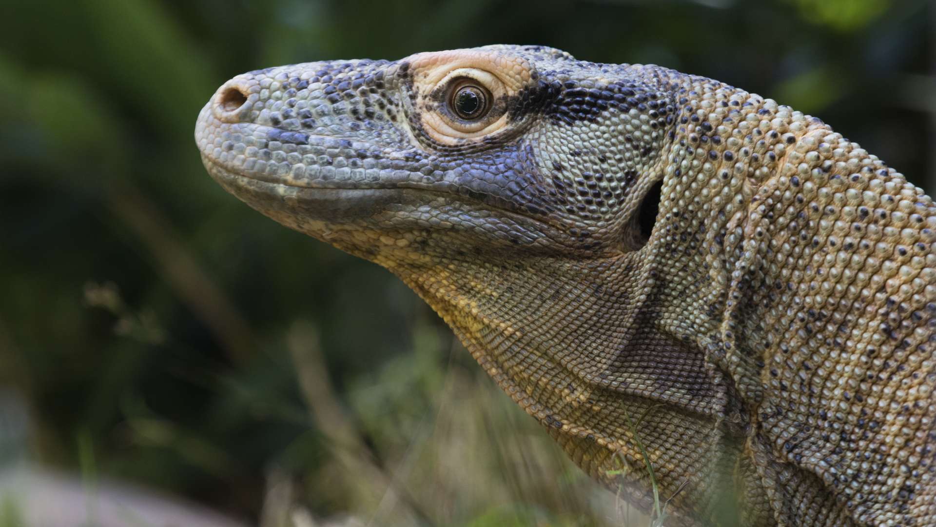 Komodo Dragon Wallpaper, Picture