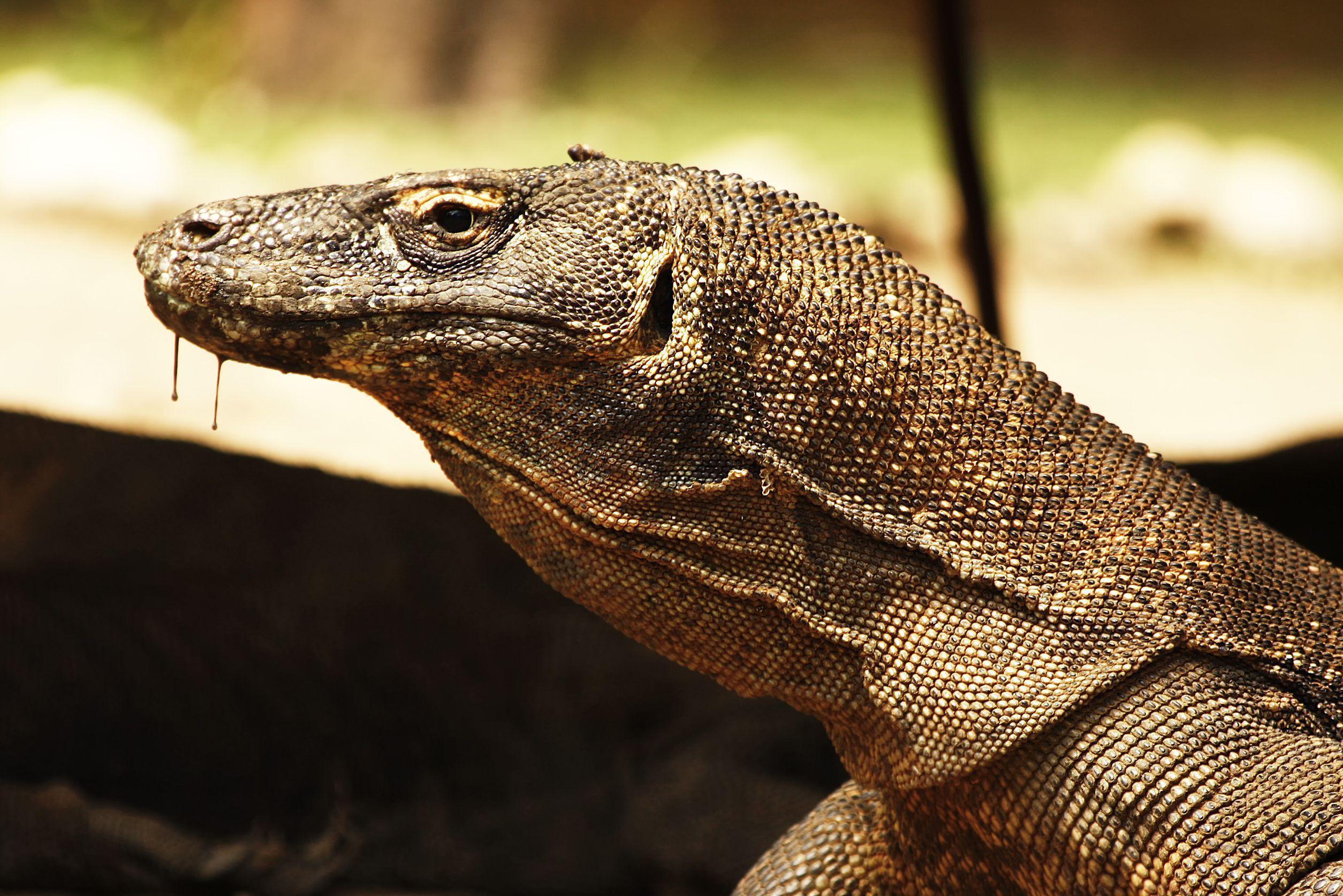 About comodo dragon ultravnc meaning of love