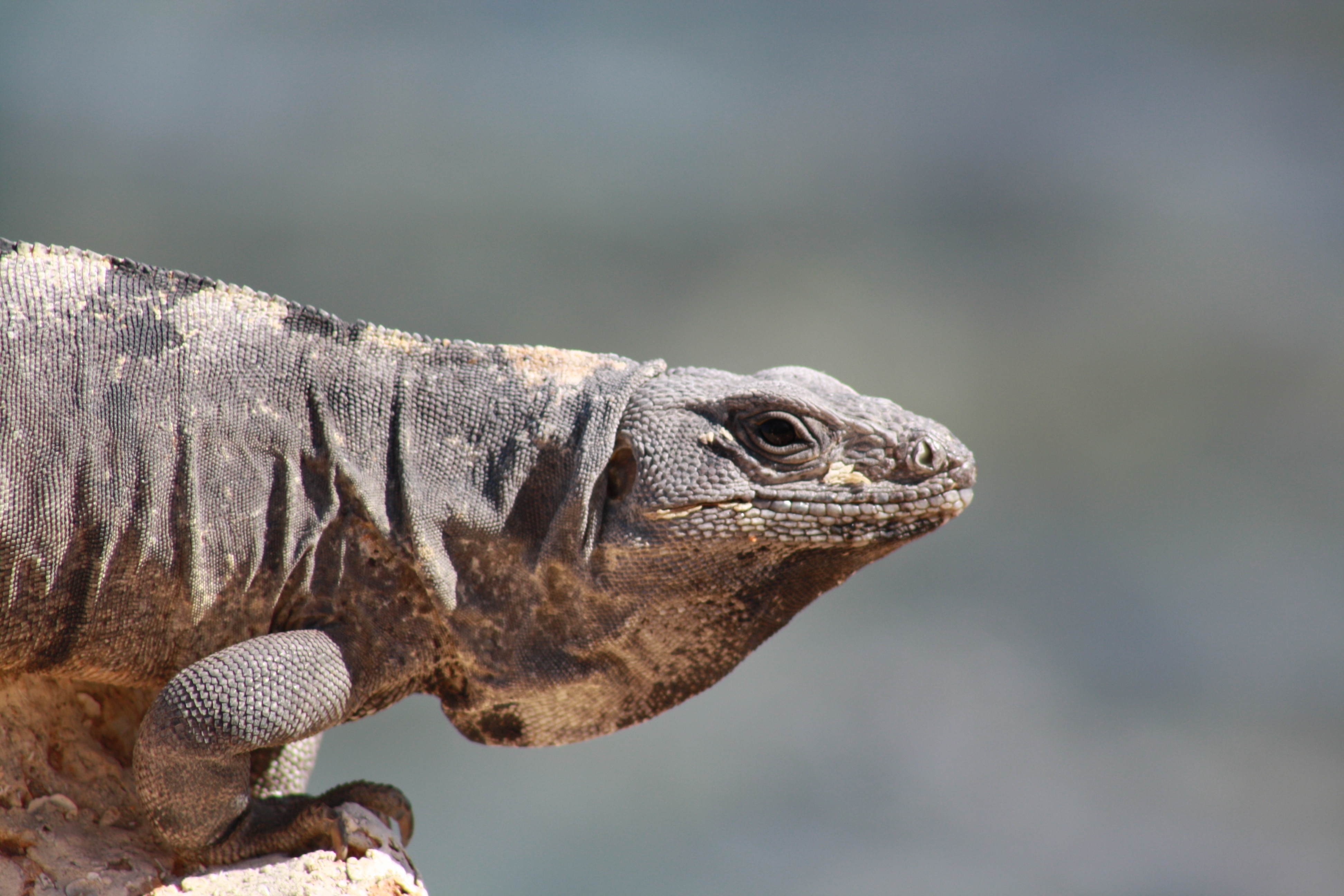 comodo dragon free image