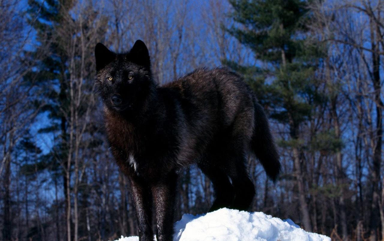 Black Wolf in the Snow wallpaper. Black Wolf in the Snow stock