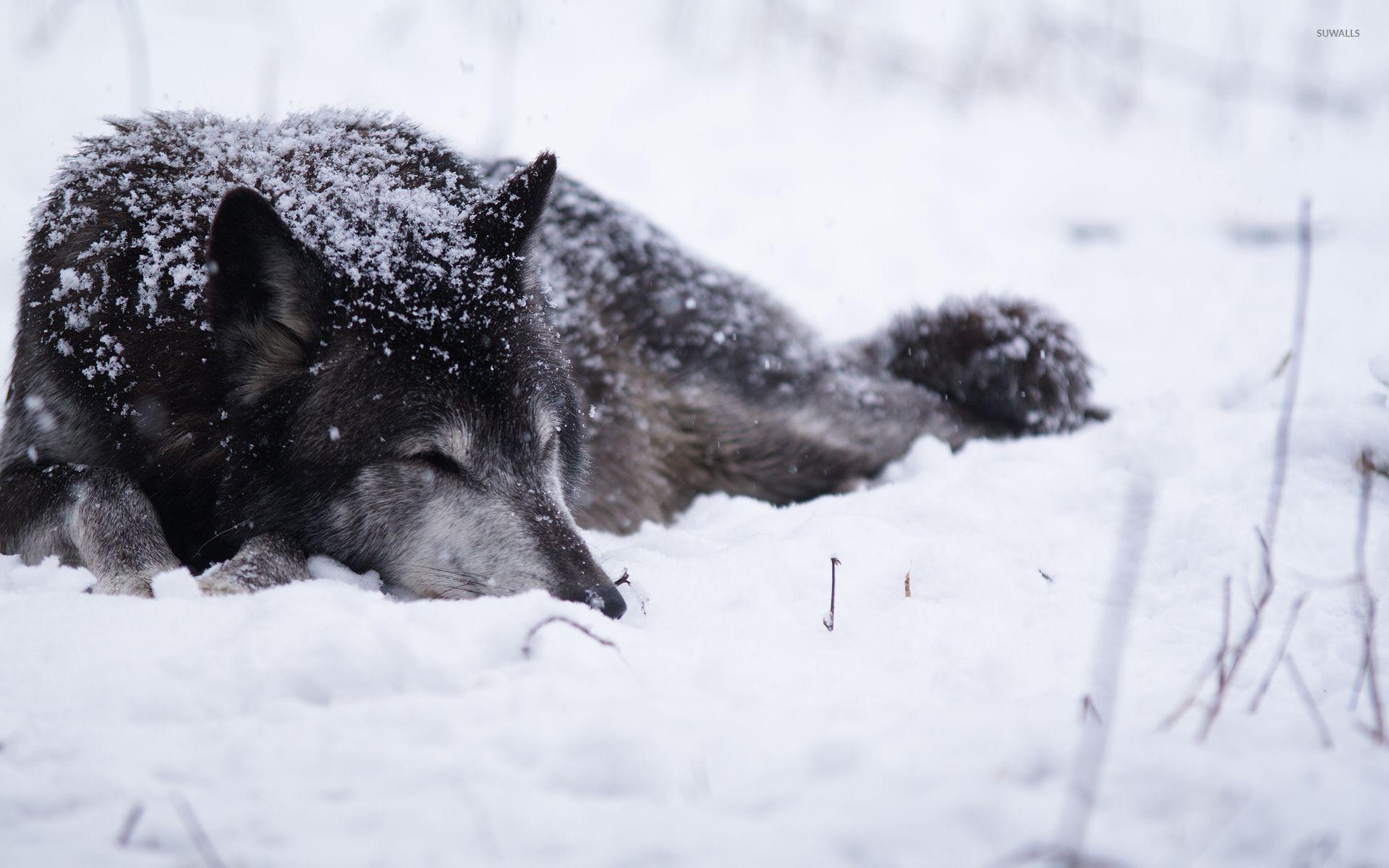 Black wolf sleeping in the snow wallpaper wallpaper
