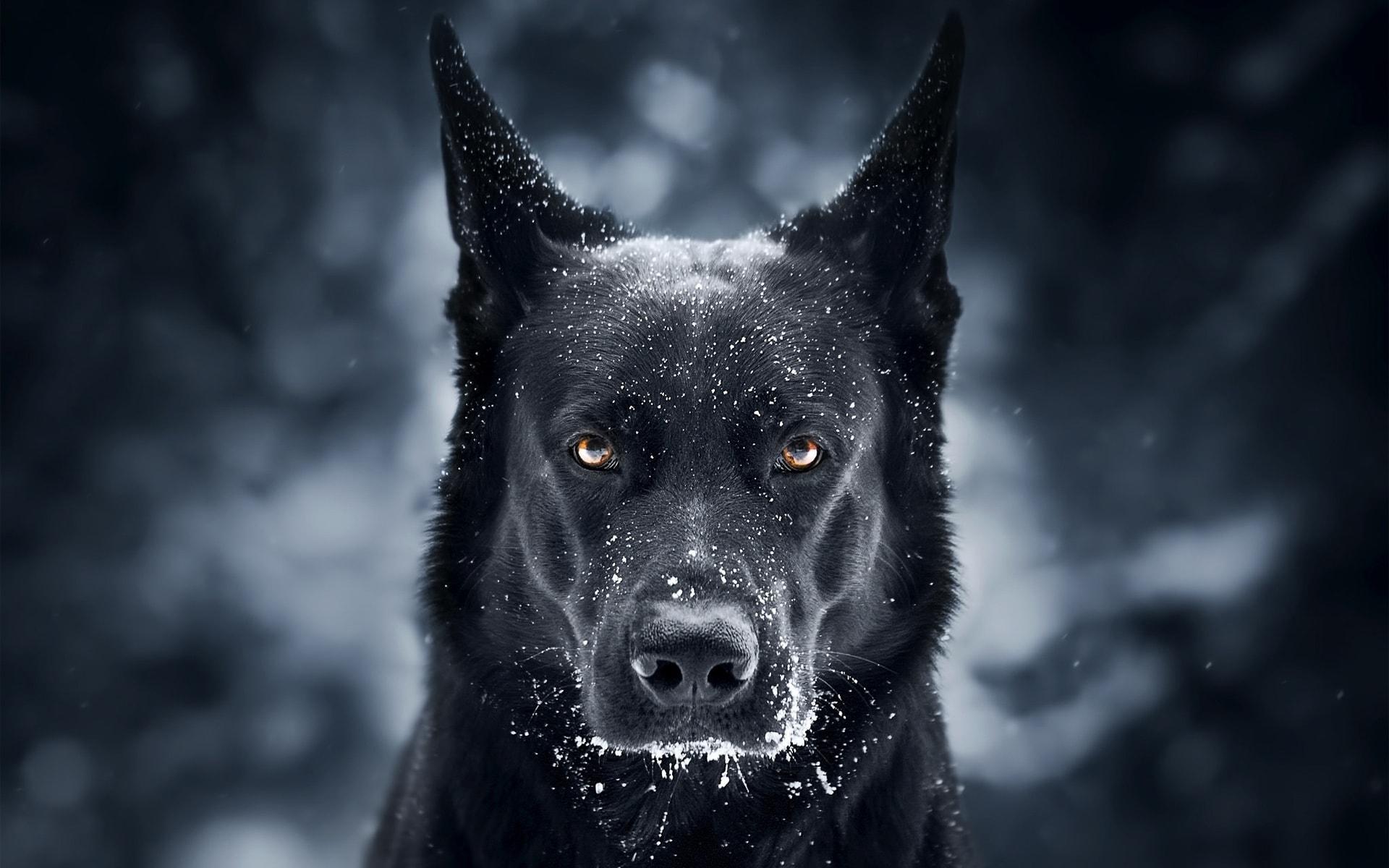 black wolf portrait photo snow Wallpaper and Free Stock