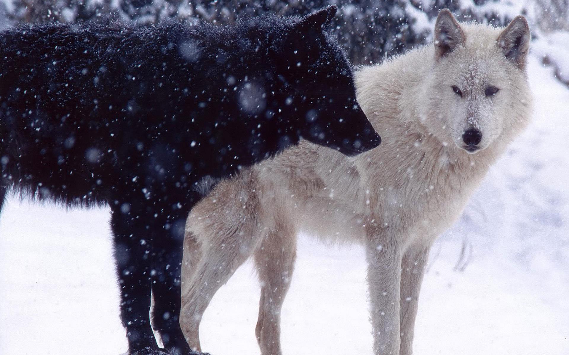 Pack.98: Black Wolf In Snow Wallpaper 1920x1080