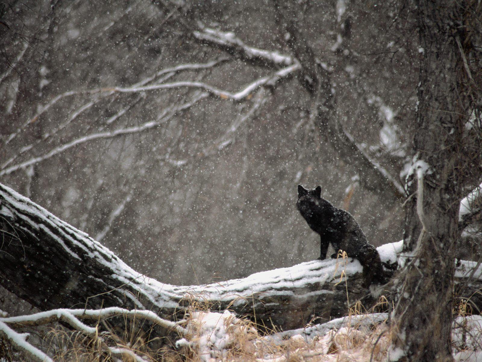 Black Wolf In Snow HD Wallpaper