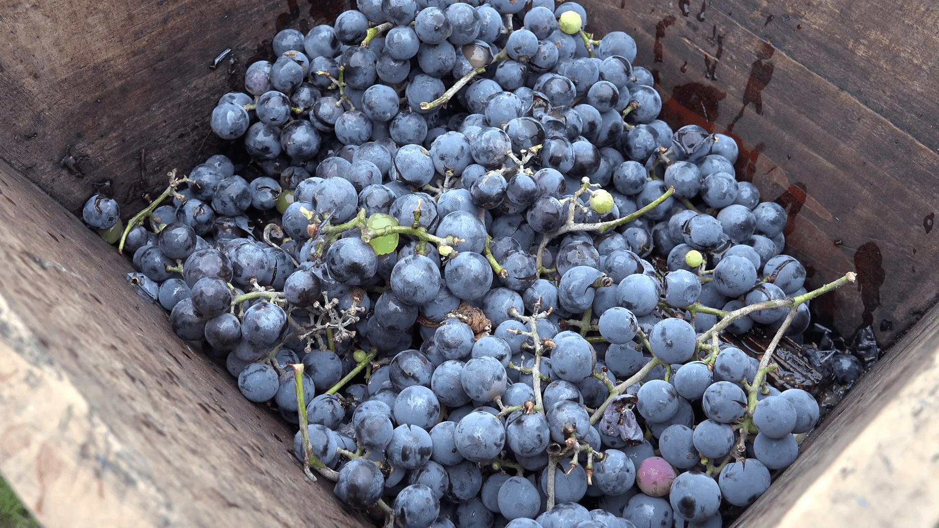 4K Traditional machine to make wine old winery fresh grape pressed