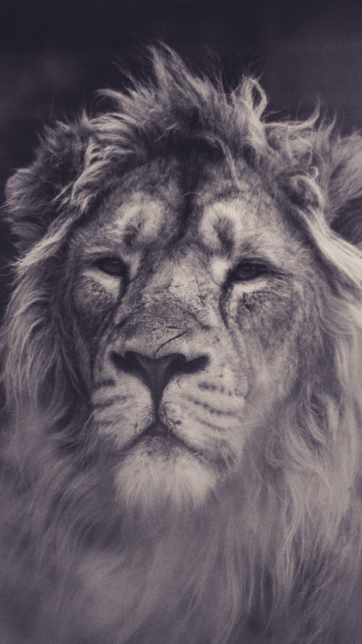 Lion, the beast wallpaper [720x1280] for Mobile