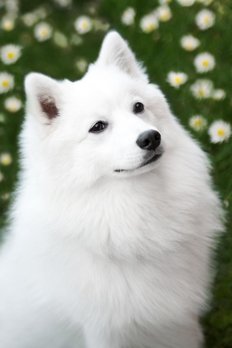 Japanese Spitz Wallpapers Wallpaper Cave