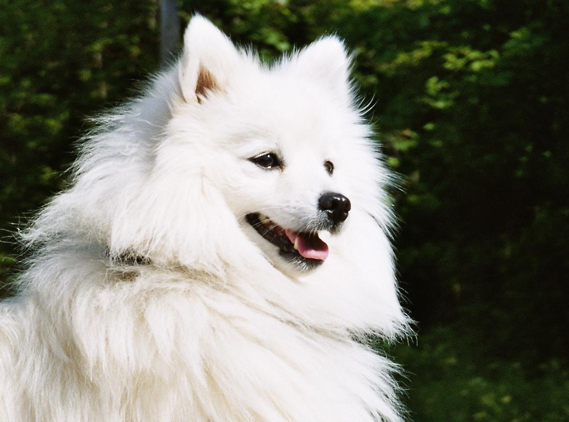 Beauteous Japanese Spitz photo and wallpaper. Beautiful Beauteous