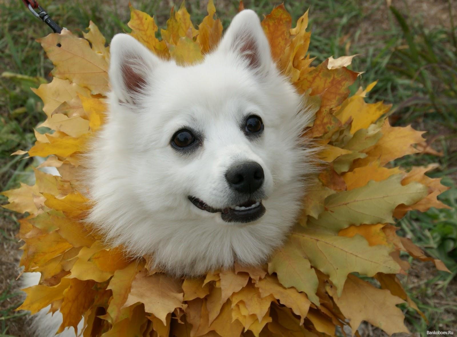 Japanese Spitz in leaves photo and wallpaper. Beautiful Japanese