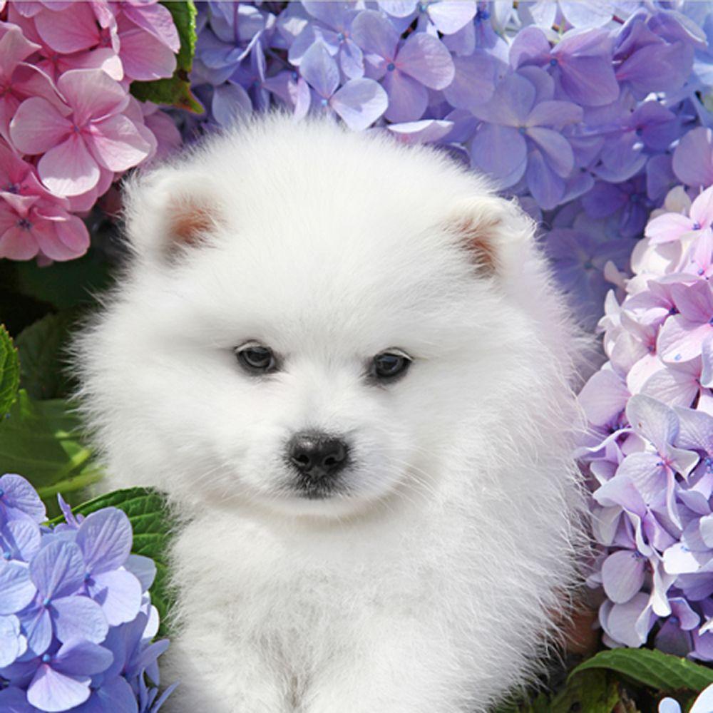 Desktop wallpaper Japanese Spitz in flowers in high quality and resolution. Japanese spitz puppy, Japanese spitz, Spitz puppy