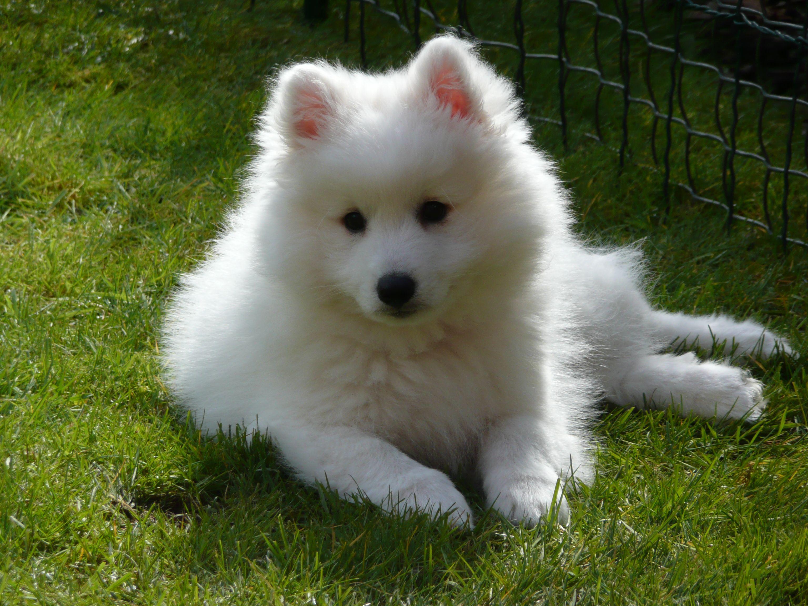 Japanese Spitz on the grass photo and wallpaper. Beautiful
