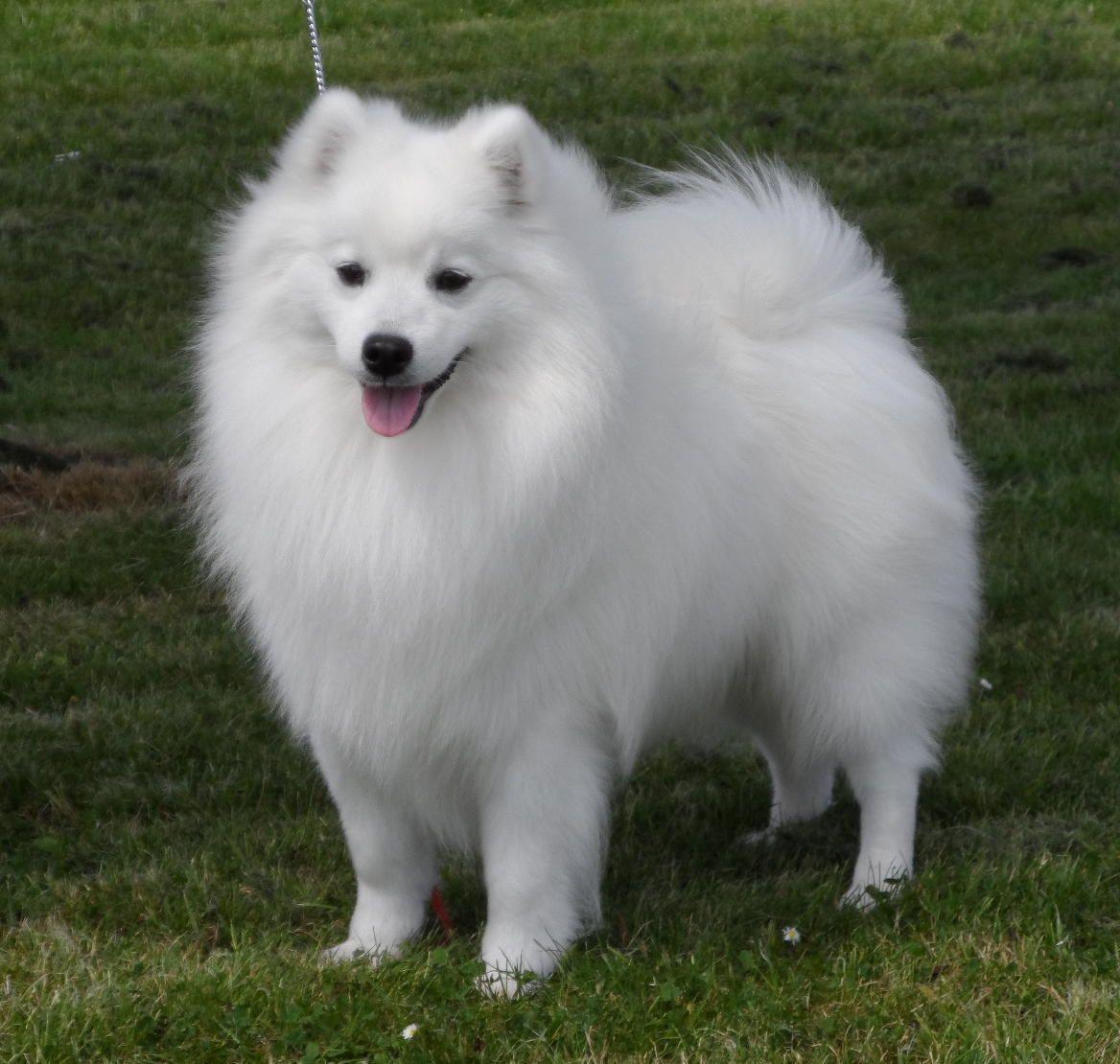 Japanese Spitz Wallpapers - Wallpaper Cave