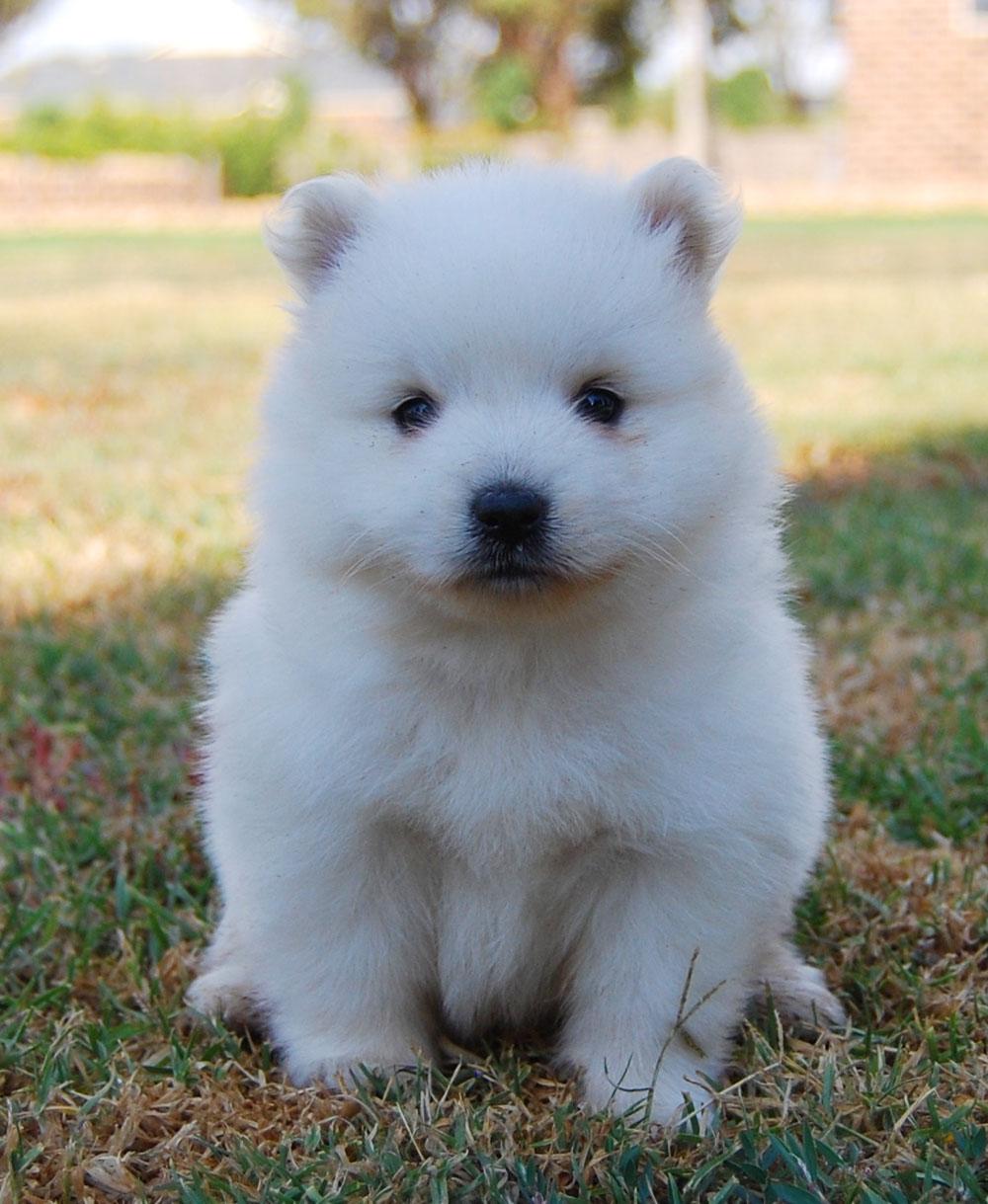 Japanese Spitz Wallpapers Wallpaper Cave