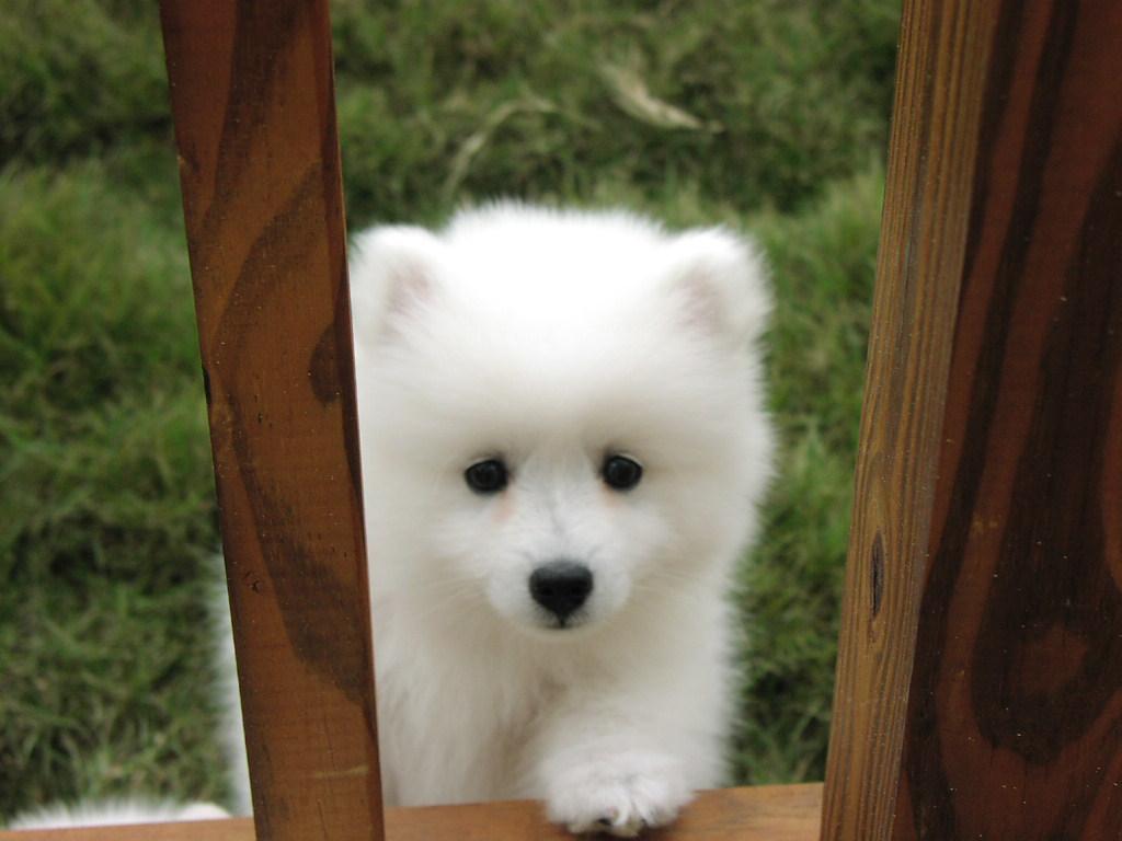 Konalae Japanese Spitz