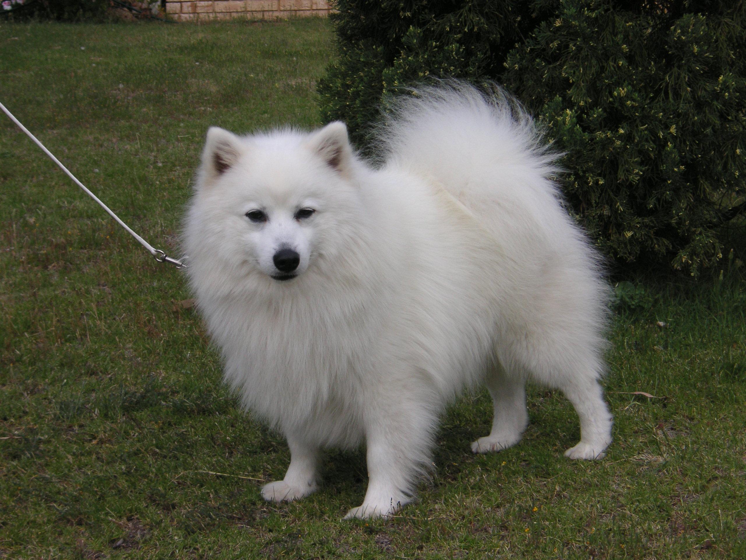 Japanese Spitz Wallpapers - Wallpaper Cave