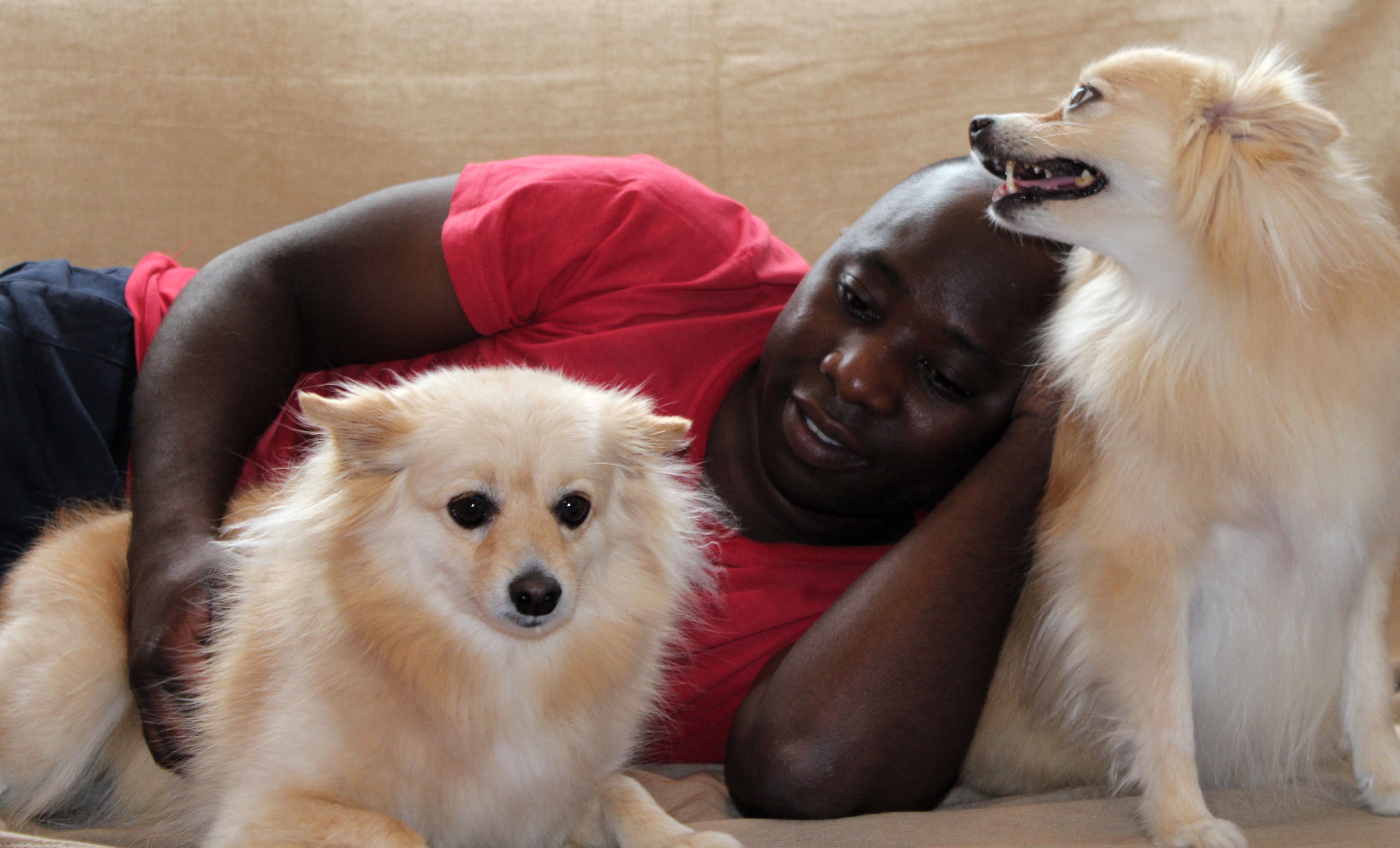 japanese spitz free image