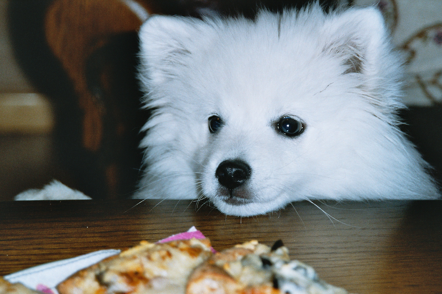Japanese Spitz Picture Photo Pics