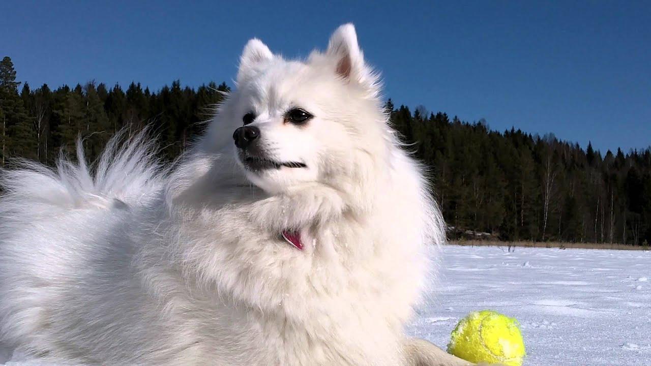 Japanese Spitz Wallpapers - Wallpaper Cave