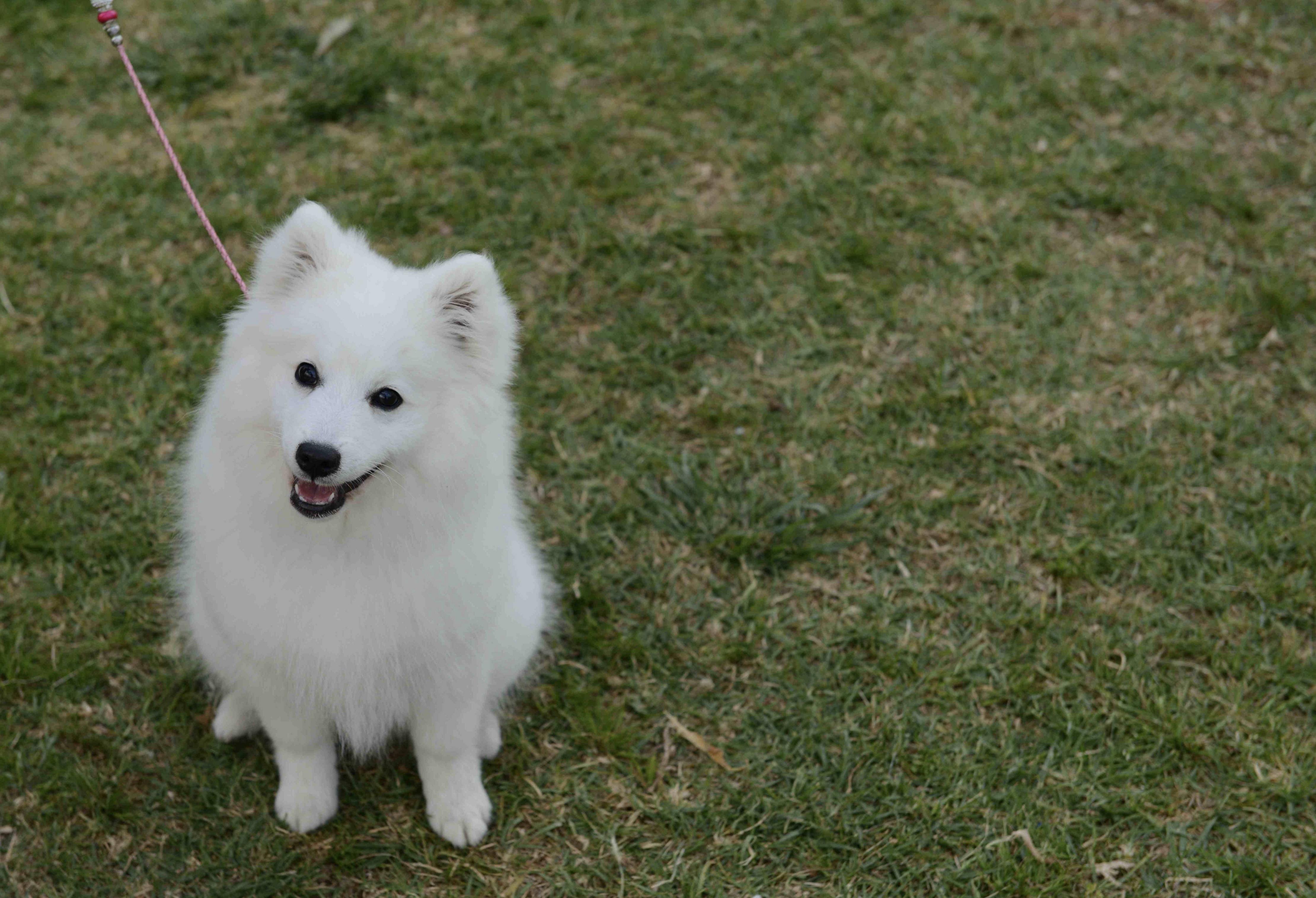 BelzBentley our blog on Japanese Spitz dog Showing & Breeding