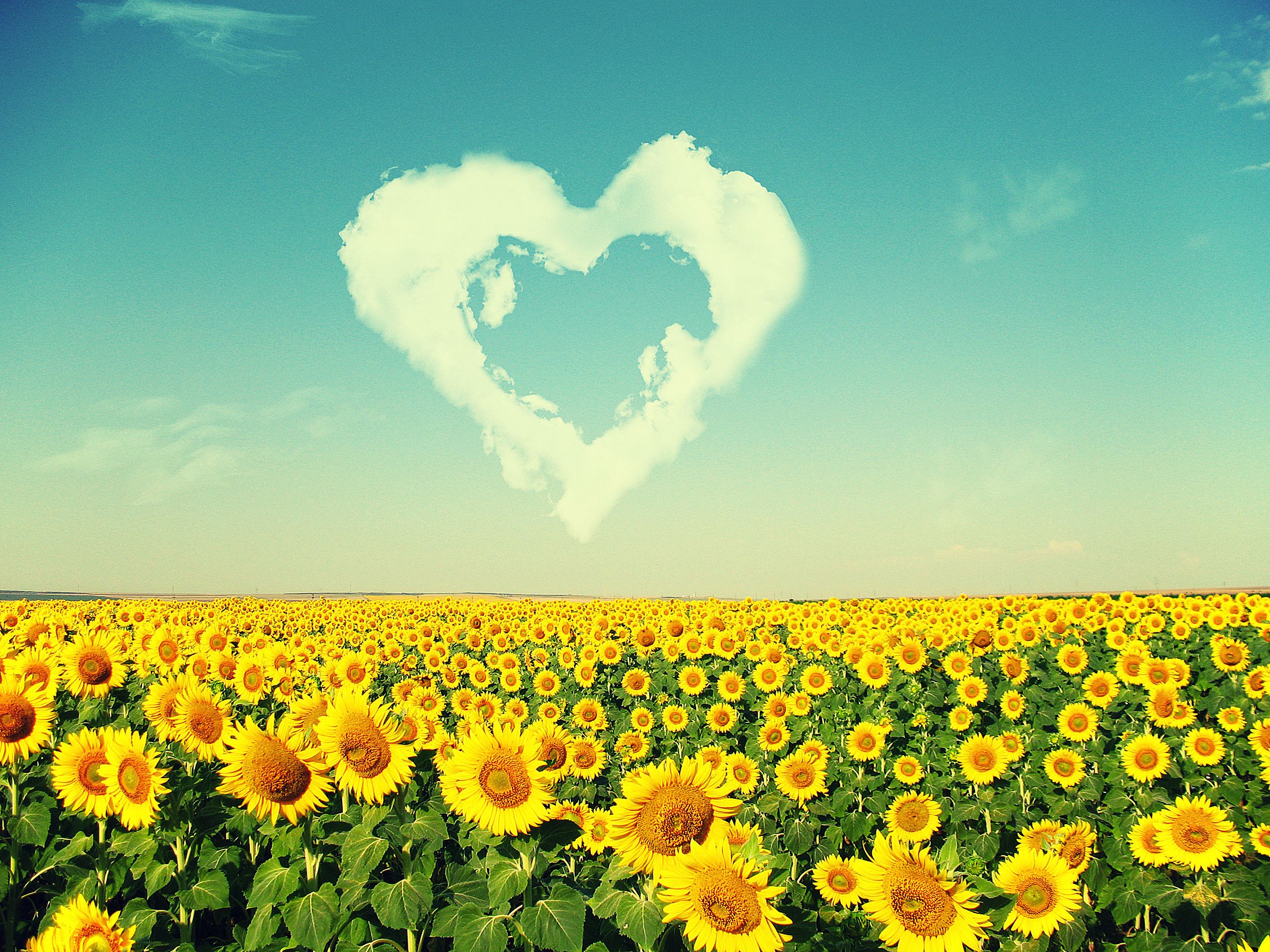 Sunflowers love the sun nature wallpaper. Beautiful Nature