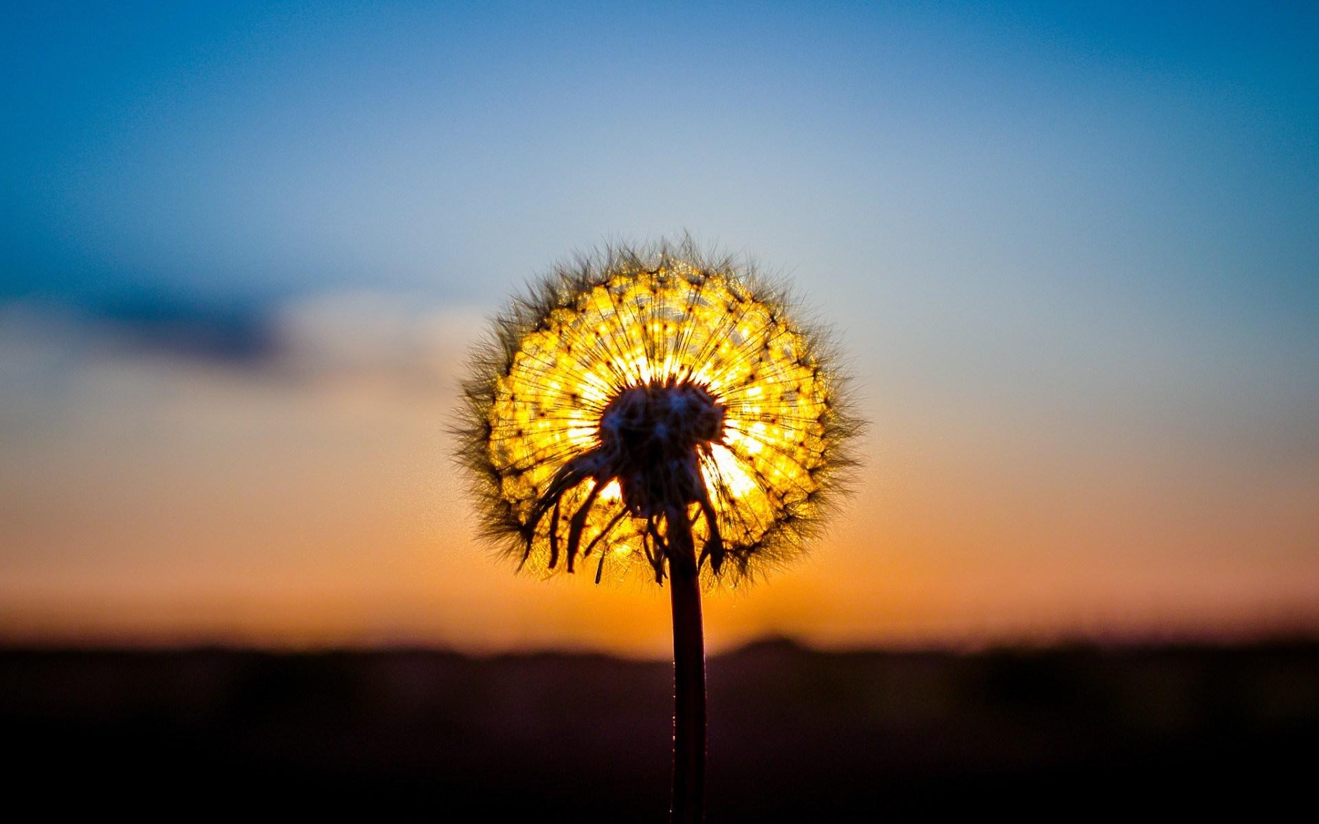 Dandelion Plant Sun Sunset Nature Wallpaper [1920x1200]