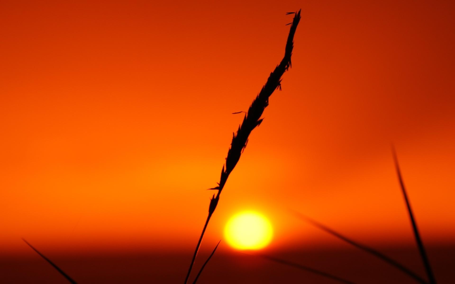 silhouette, Sunset, Sun, Nature, Golden Hour Wallpaper HD / Desktop