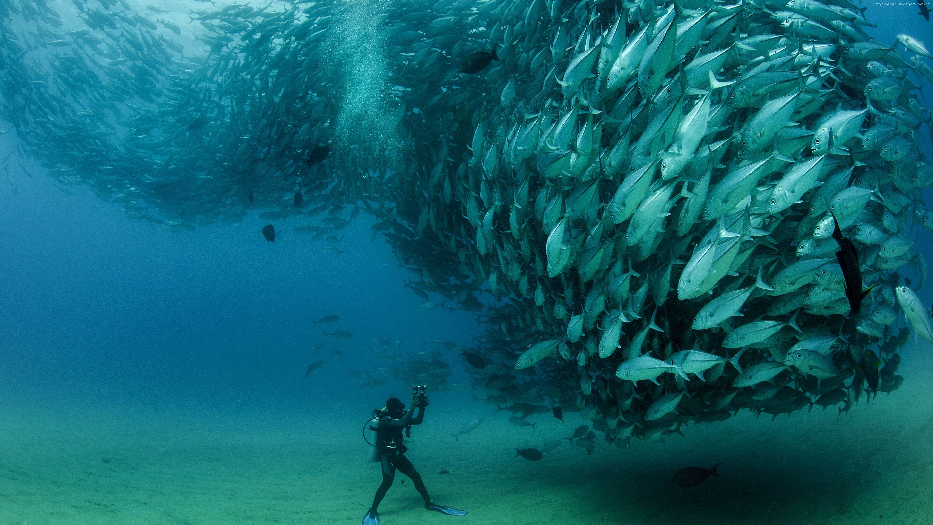 Underwater Photography Wallpaper